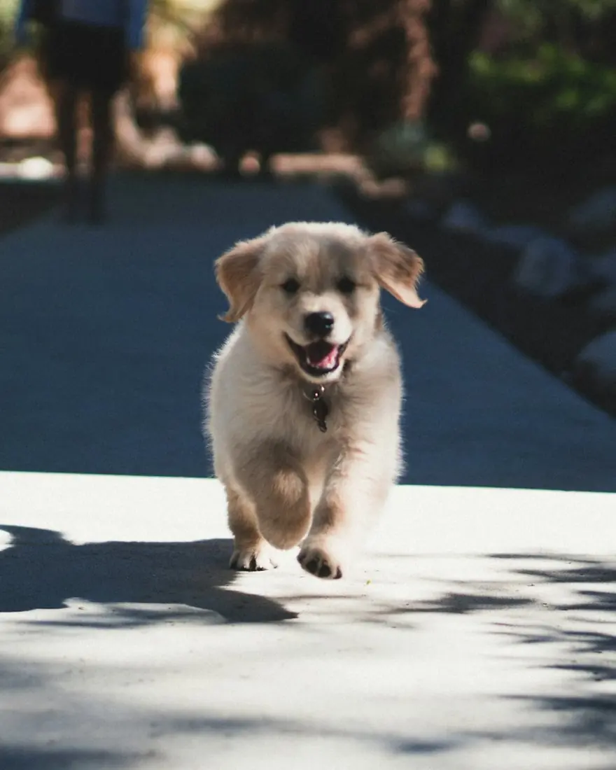 Cachorro corriendo por la calle