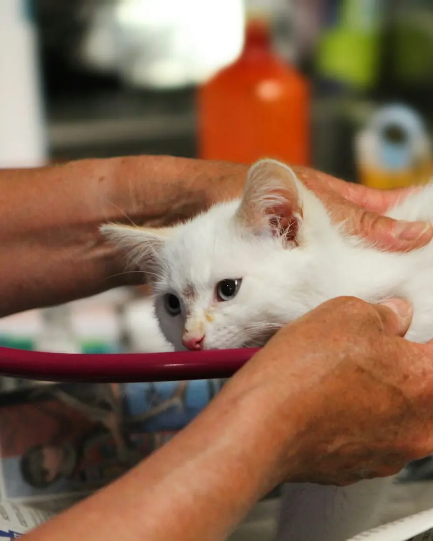 Gatito blanco en revisión veterinaria