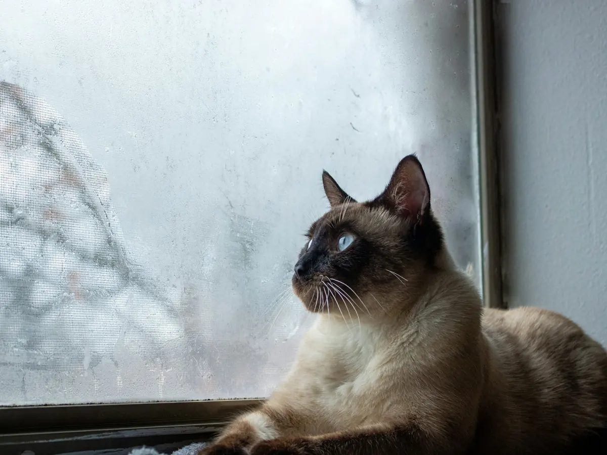 Gato de interior junto a la ventana, modalidad Cat Indoor de PETk9