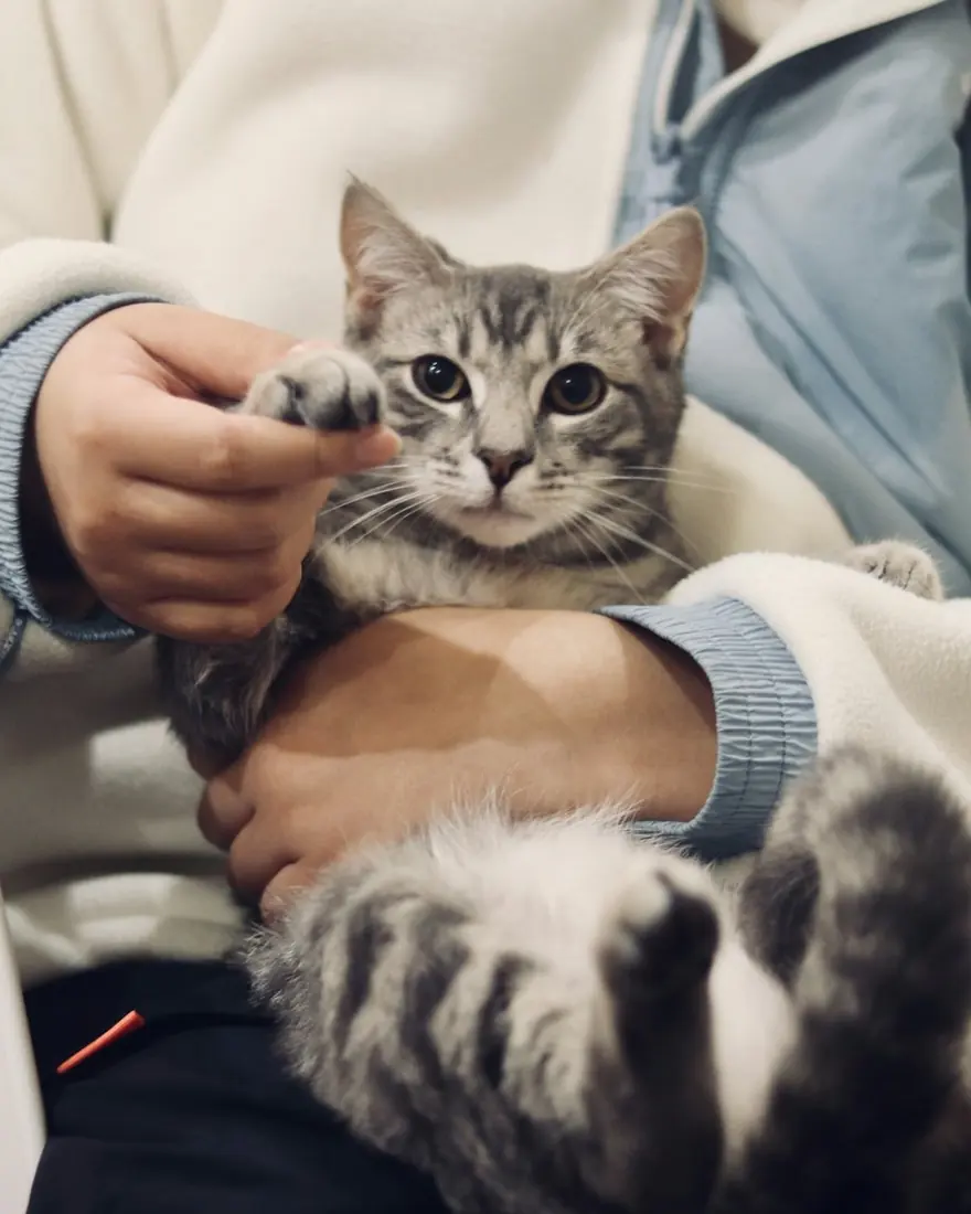 Gato en brazos de su tutora
