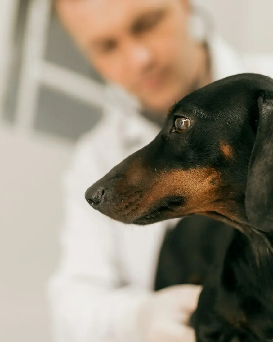 Perro adulto en la consulta del veterinario