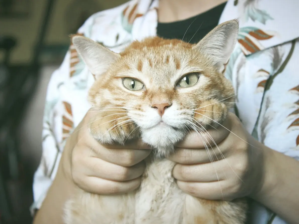 Gato en brazos de su tutor